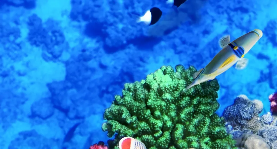 Sharm El Sheikh