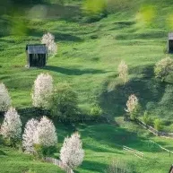 Suceava